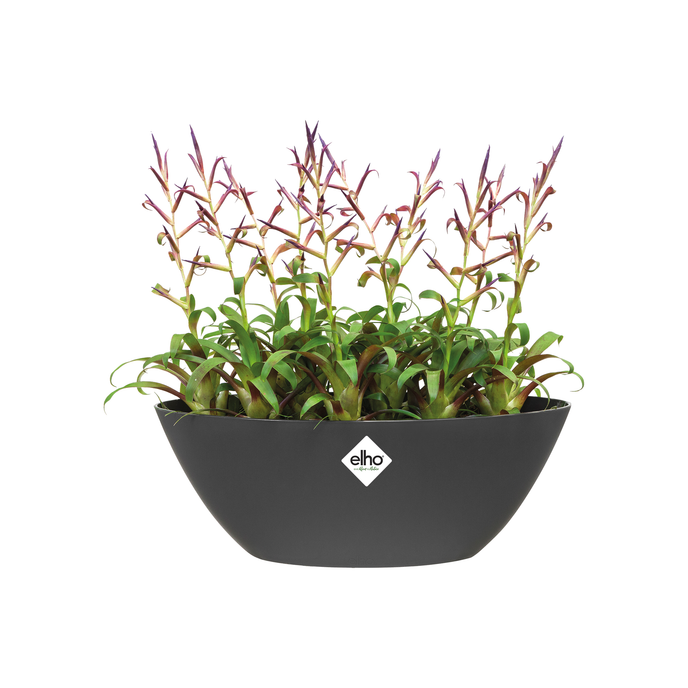 brussels oval 36cm anthrazit